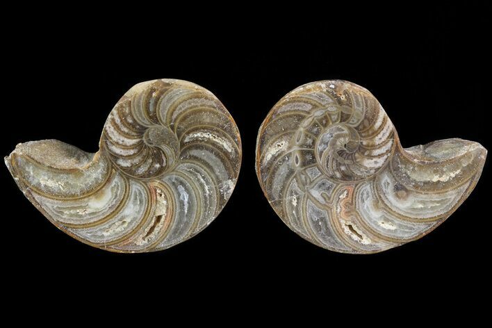 Cut & Polished Nautilus Pair - Madagascar #81994